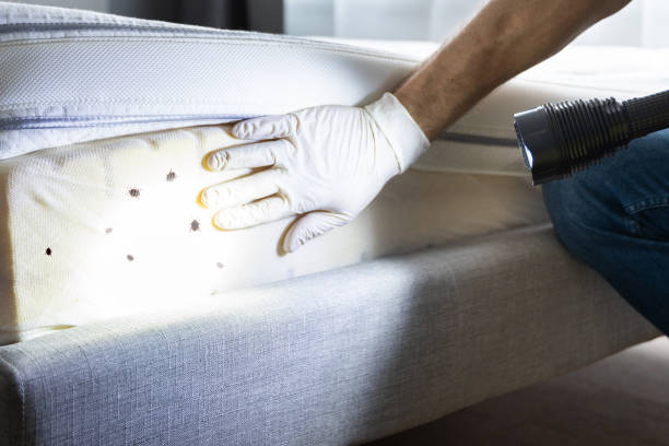 Best Wasp Removal Services  in South Gull Lake, MI