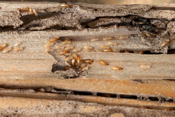 Best Pest Removal Services  in South Gull Lake, MI